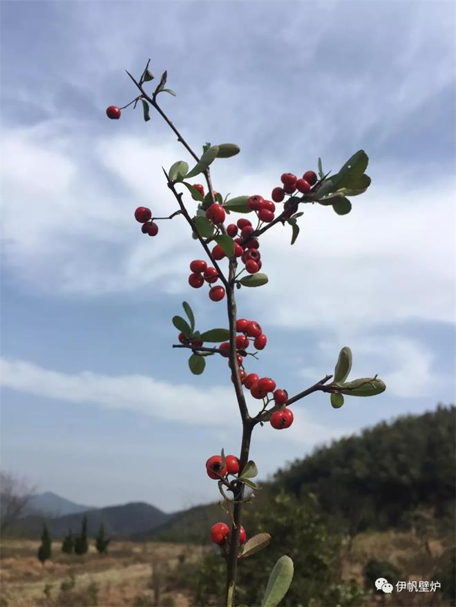 1516161055536704.jpg 14.jpg